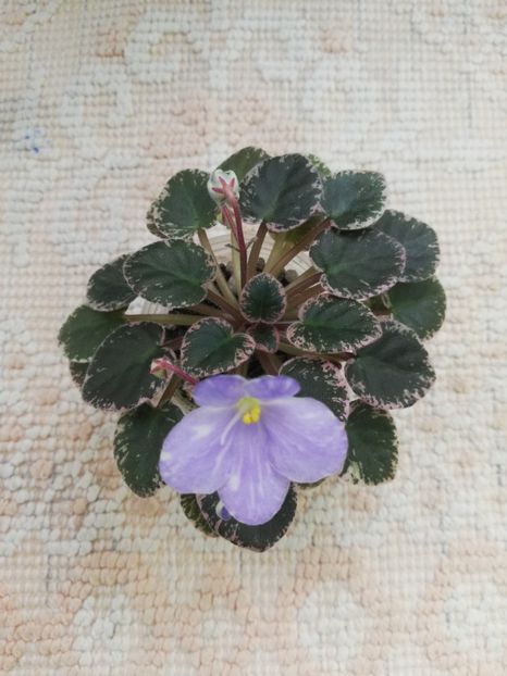 14 mai - N Goluboe Solnishko