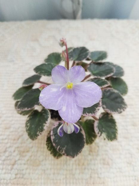 14 mai - N Goluboe Solnishko