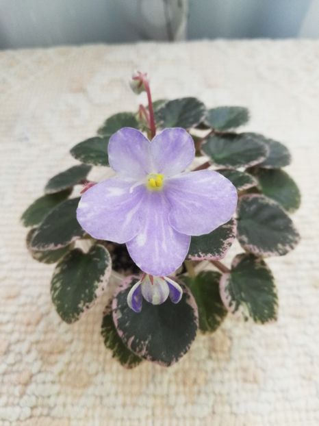 14 mai - N Goluboe Solnishko