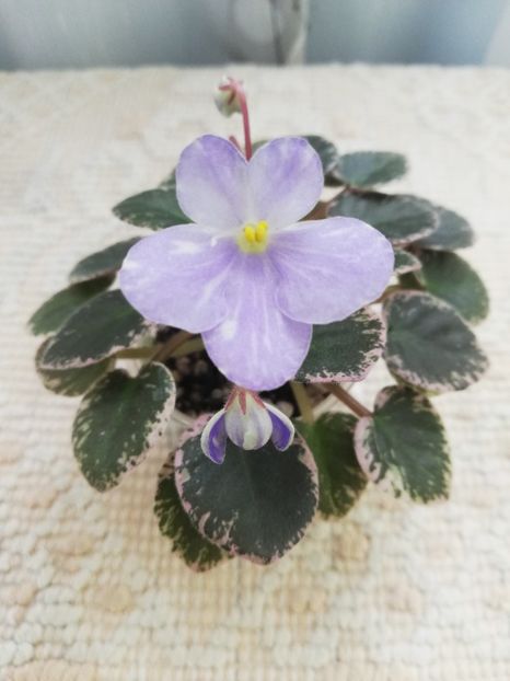 14 mai - N Goluboe Solnishko