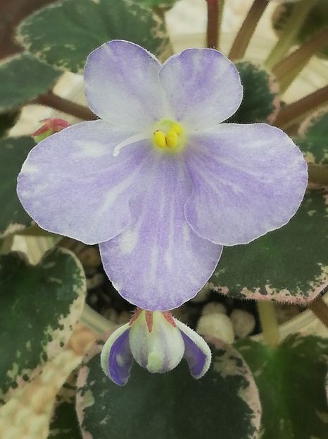 14 mai - N Goluboe Solnishko