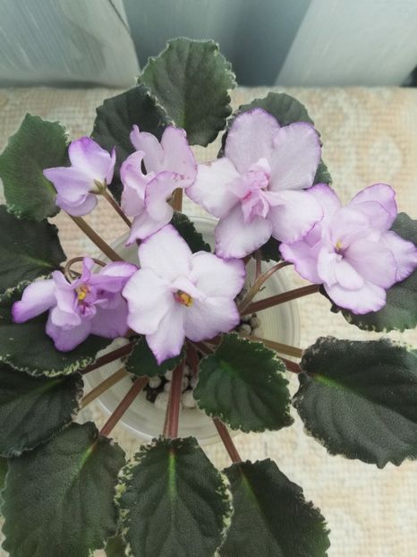 14 mai - ZZ Buckeye Blushing