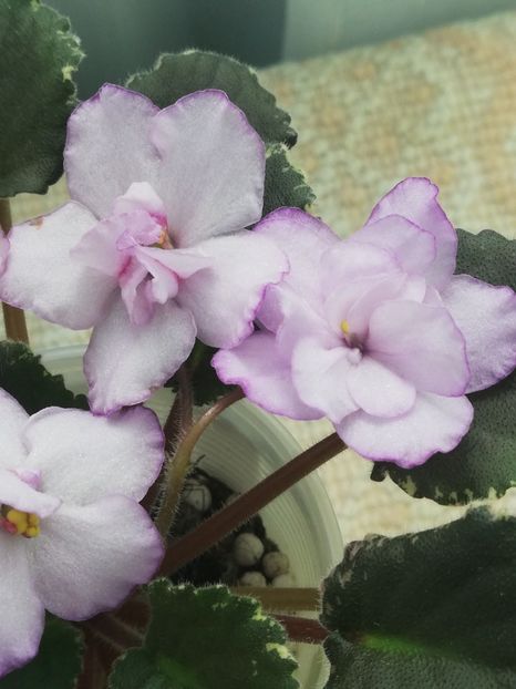 14 mai - ZZ Buckeye Blushing