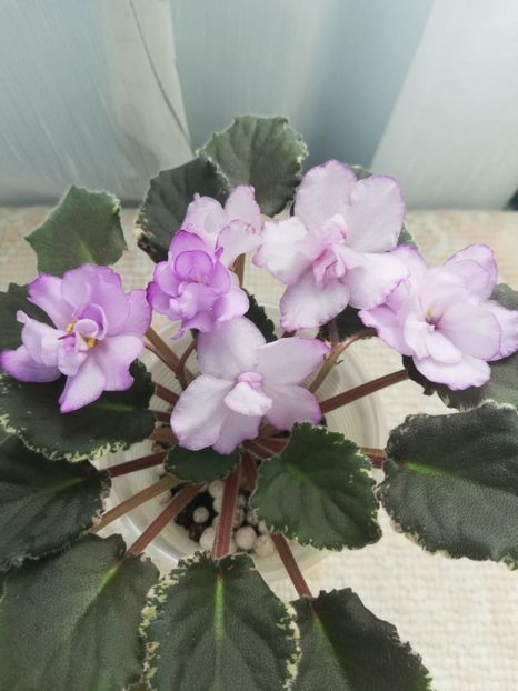 14 mai - ZZ Buckeye Blushing