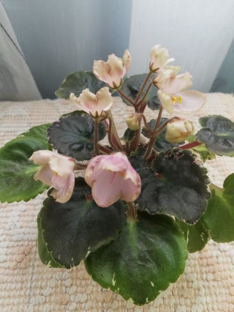 14 mai - AV Vechnostj