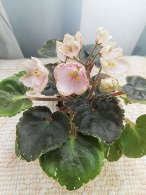 14 mai - AV Vechnostj