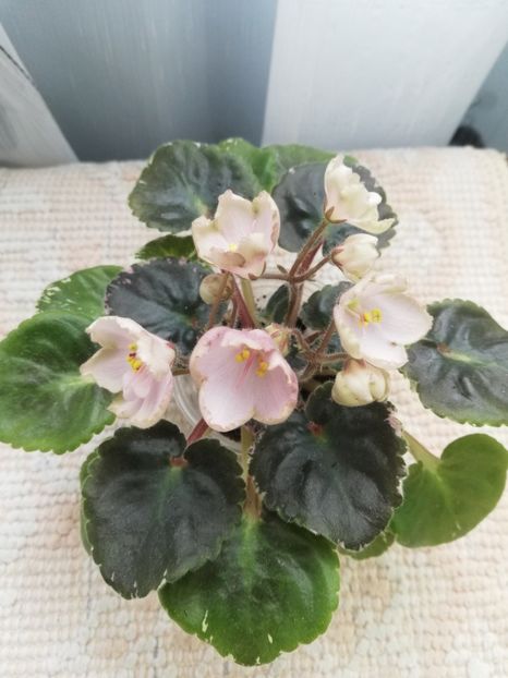 14 mai - AV Vechnostj