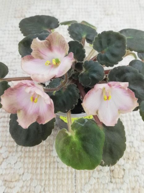 14 mai - AV Vechnostj