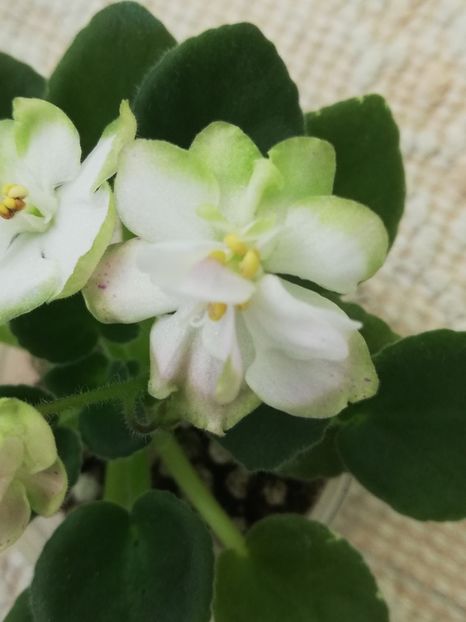 14 mai - N Selioniy Tchay