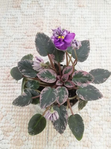 14 mai - LE Gornaya Lavanda