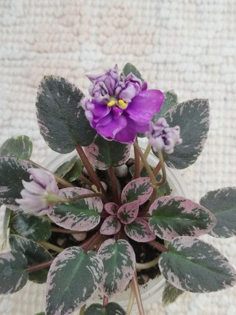 14 mai - LE Gornaya Lavanda