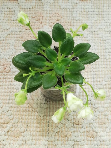 14 mai - ZZ LE Lesnoy Narodets