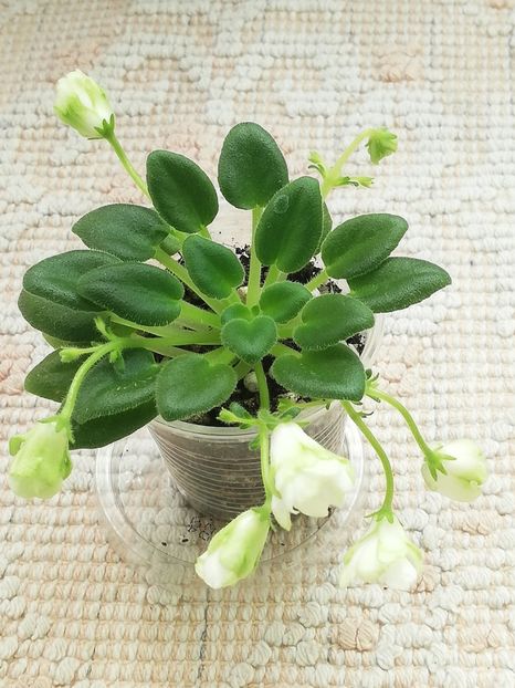 14 mai - ZZ LE Lesnoy Narodets