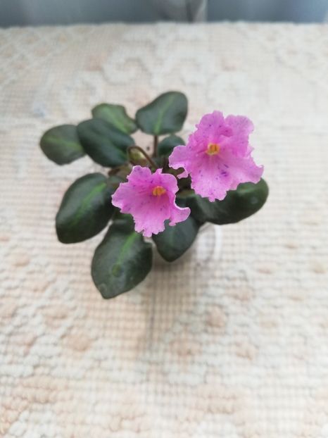 14 mai - Imp s Fortuitous Fancy