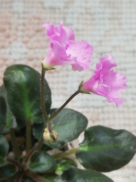 14 mai - Imp s Fortuitous Fancy