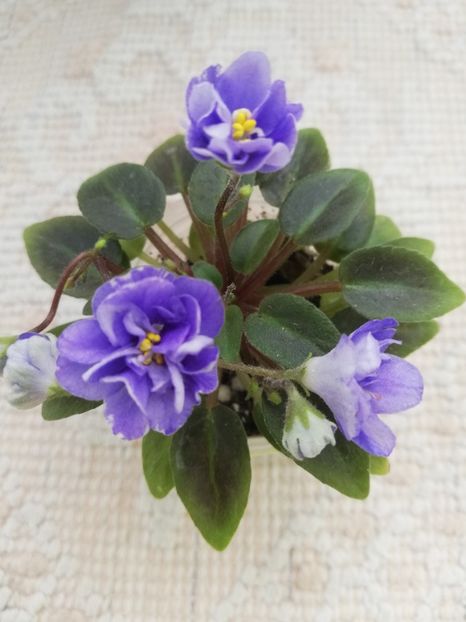 14 mai - LE Buketik Origamy