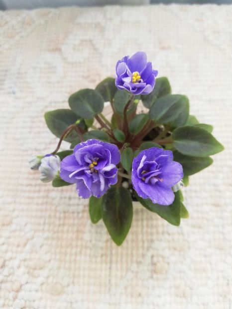 14 mai - LE Buketik Origamy