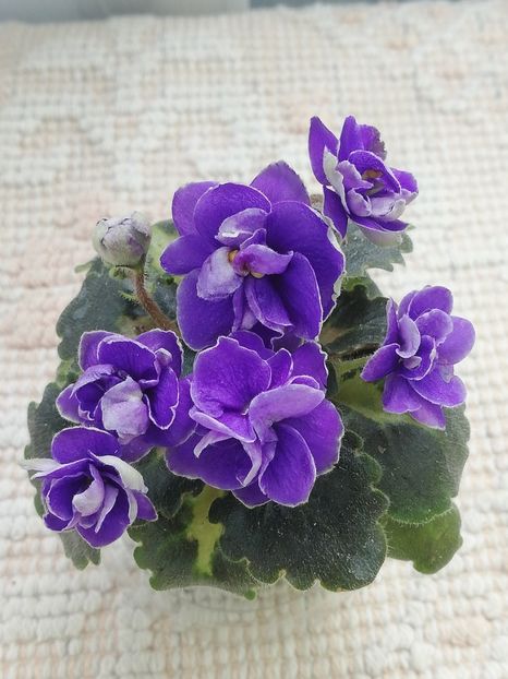 14 mai - Rob s Lilliputian