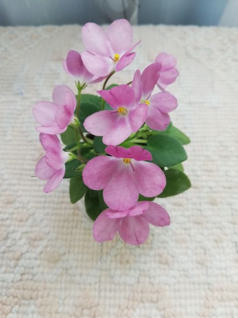 14 mai - AV Chizhik Pyzhik