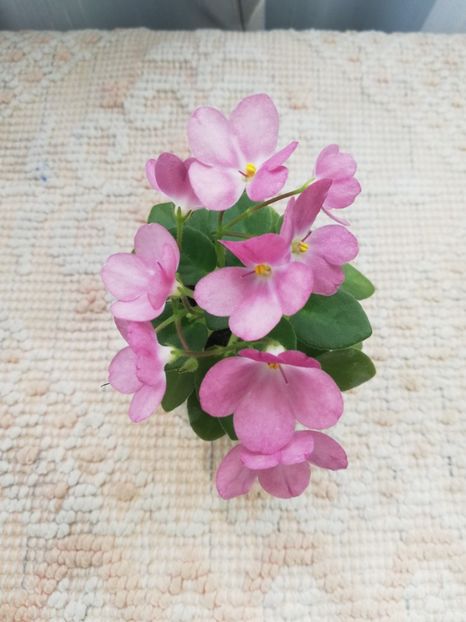 14 mai - AV Chizhik Pyzhik