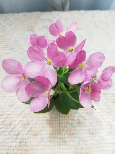 14 mai - AV Chizhik Pyzhik