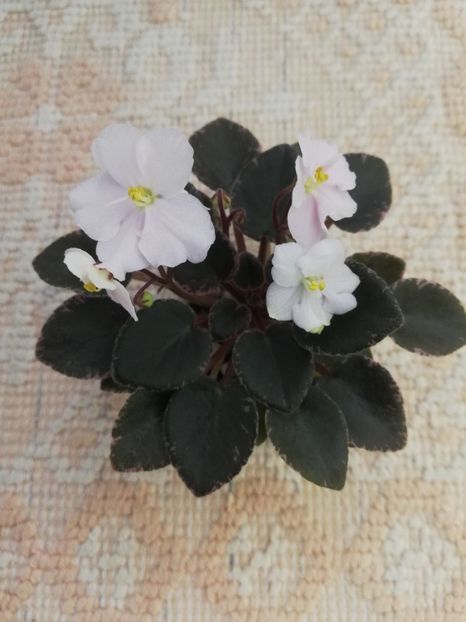 14 mai - ZZ Ness Angel Blush