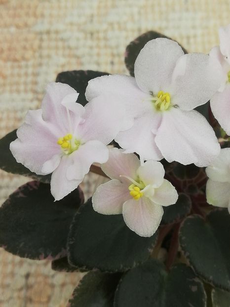 14 mai - ZZ Ness Angel Blush