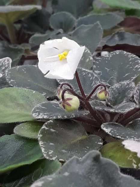 6 mai - Shirl s Happy Tears