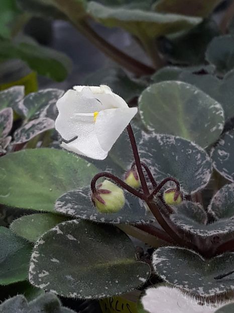 6 mai - Shirl s Happy Tears