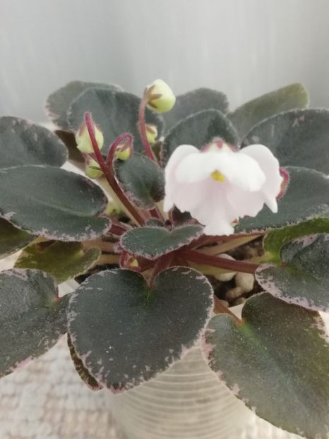 6 mai - Shirl s Happy Tears