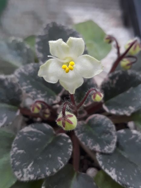 6 mai - Shirl s Happy Tears