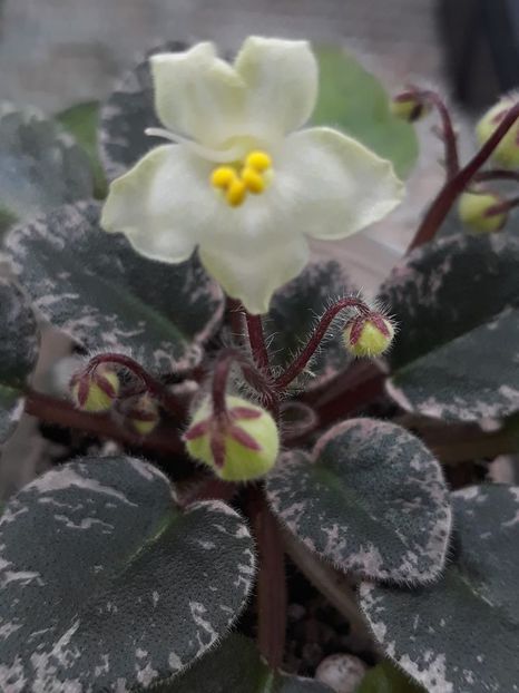 6 mai - Shirl s Happy Tears