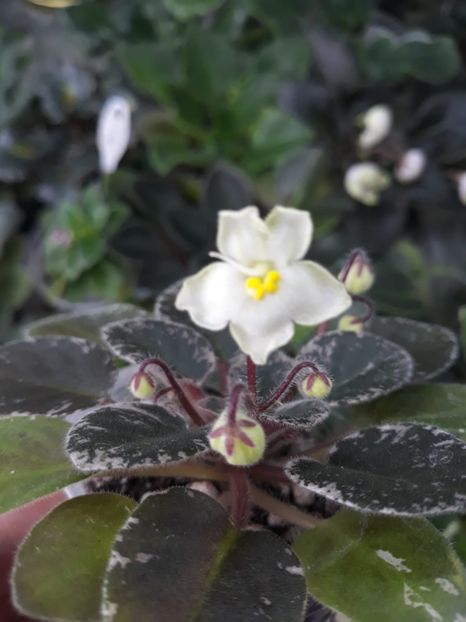 6 mai - Shirl s Happy Tears