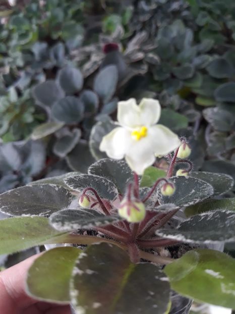 6 mai - Shirl s Happy Tears