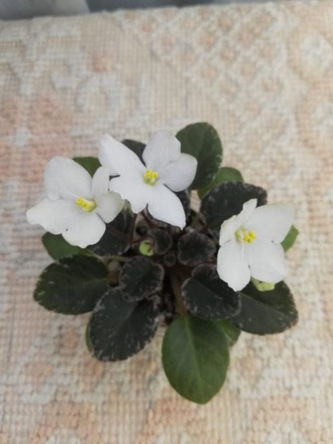 14 mai - Shirl s Happy Tears