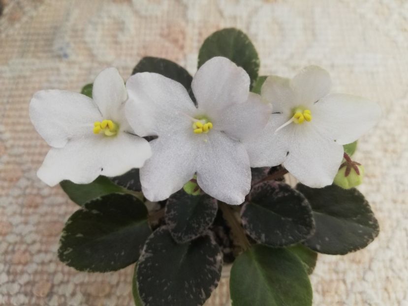 14 mai - Shirl s Happy Tears