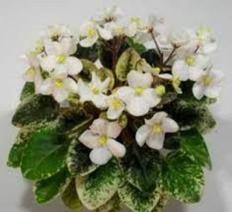 Shirls Happy Tears poza net - Shirl s Happy Tears