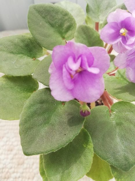 14 mai - Rob s Silver Spook