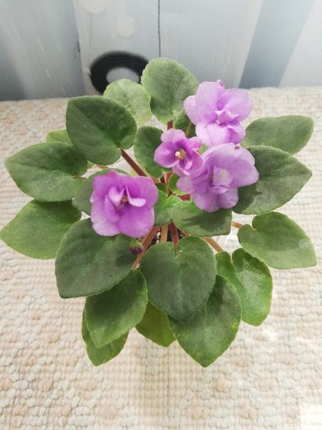 14 mai - Rob s Silver Spook