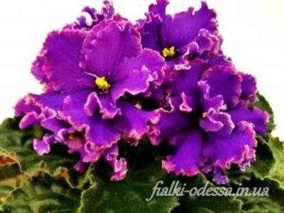 RS Korolevich poza net - RS Korolevich