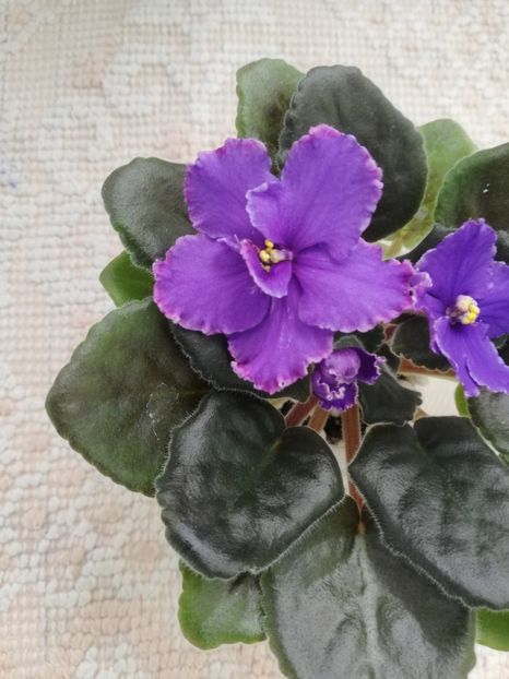 14 mai - RS Korolevich