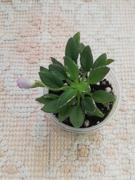 14 mai - LE Sotlandscyi Veresk