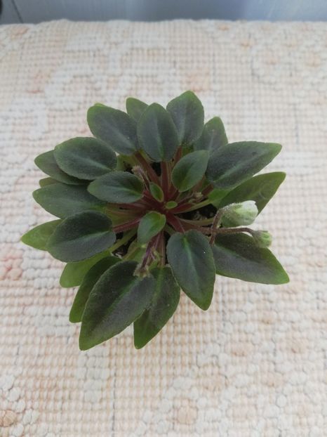 19 apr - LE Buketik Origamy