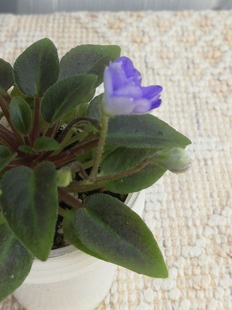 27 apr - LE Buketik Origamy