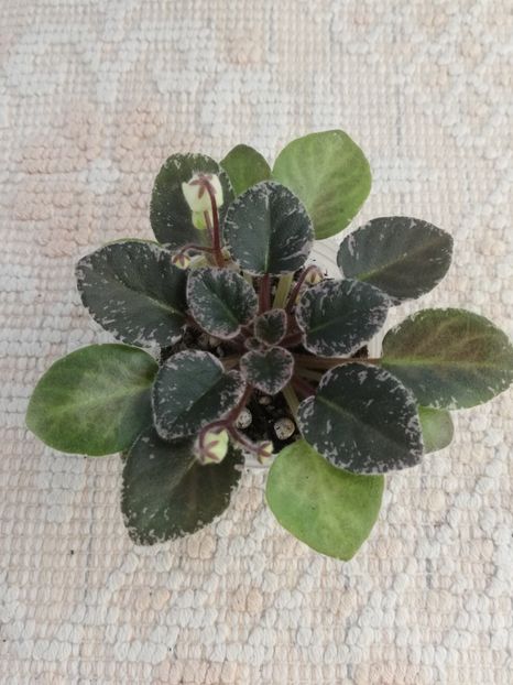 1 mai - Shirl s Happy Tears