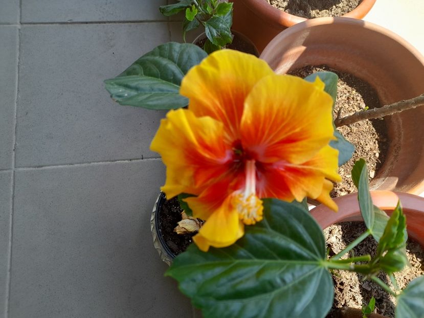  - Hibiscusi 2020 2022 2023