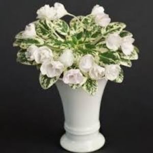 Morgan s Sumira - Morgan s Sumira