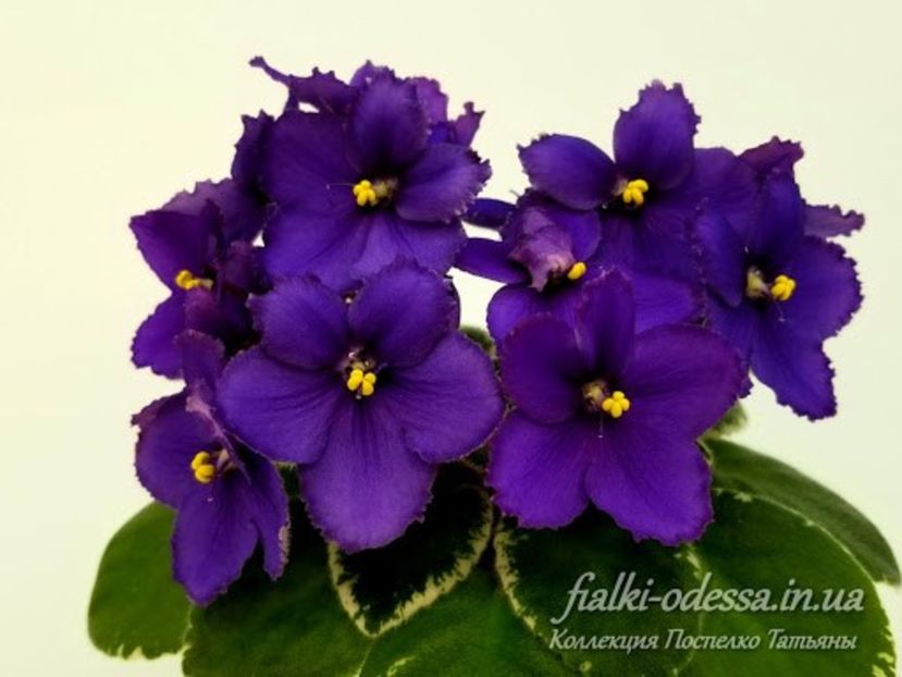 Morgan's Mauevelous - Morgan s Mauevelous