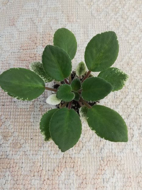 6 mai - Morgan s Mauevelous