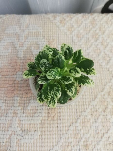 6 mai - N Sinnyi Len